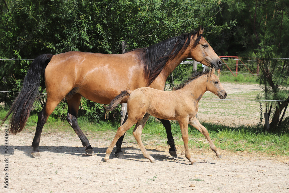 Beautiful thoroughbred foal and mare posing for cameras at rural equestrian farm Beautiful thoroughbred foal and mare posing for cameras at rural equestrian farm