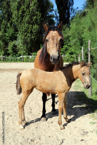 Beautiful thoroughbred foal and mare posing for cameras at rural equestrian farm © acceptfoto