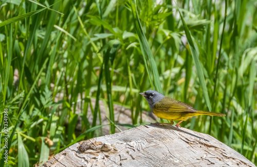MacGillivray's warbler at Capulin Spring, Sandia Mountains, New Mexico photo