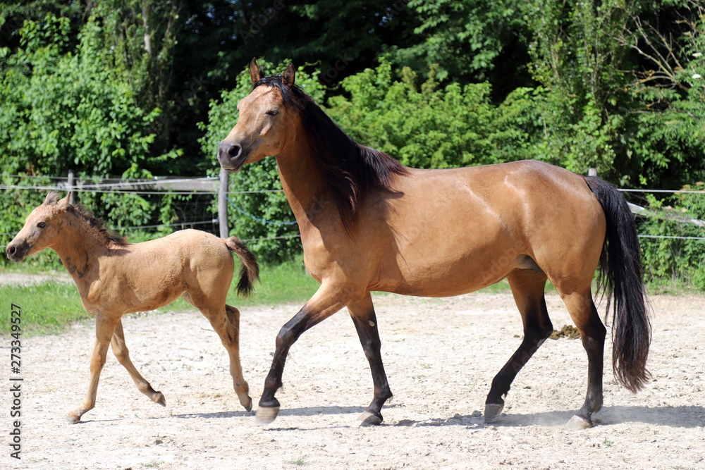Beautiful thoroughbred foal and mare posing for cameras at rural equestrian farm Beautiful thoroughbred foal and mare posing for cameras at rural equestrian farm