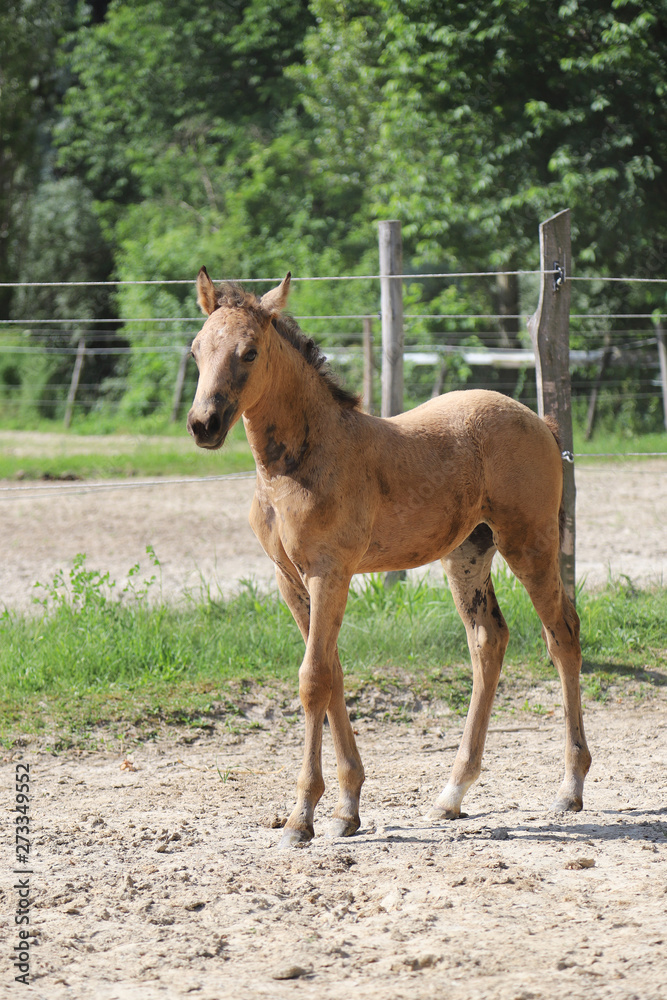 Cute newborn filly playing alone in the paddock on hot summer afternoon Cute newborn filly playing alone in the paddock on hot summer afternoon