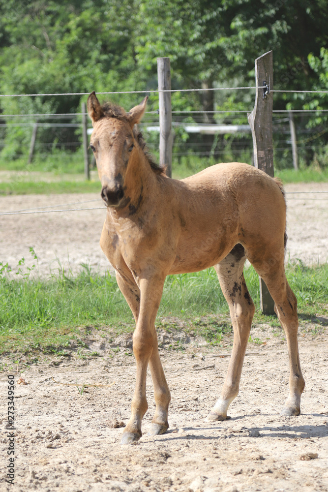 Obraz premium Cute newborn filly playing alone in the paddock on hot summer afternoon