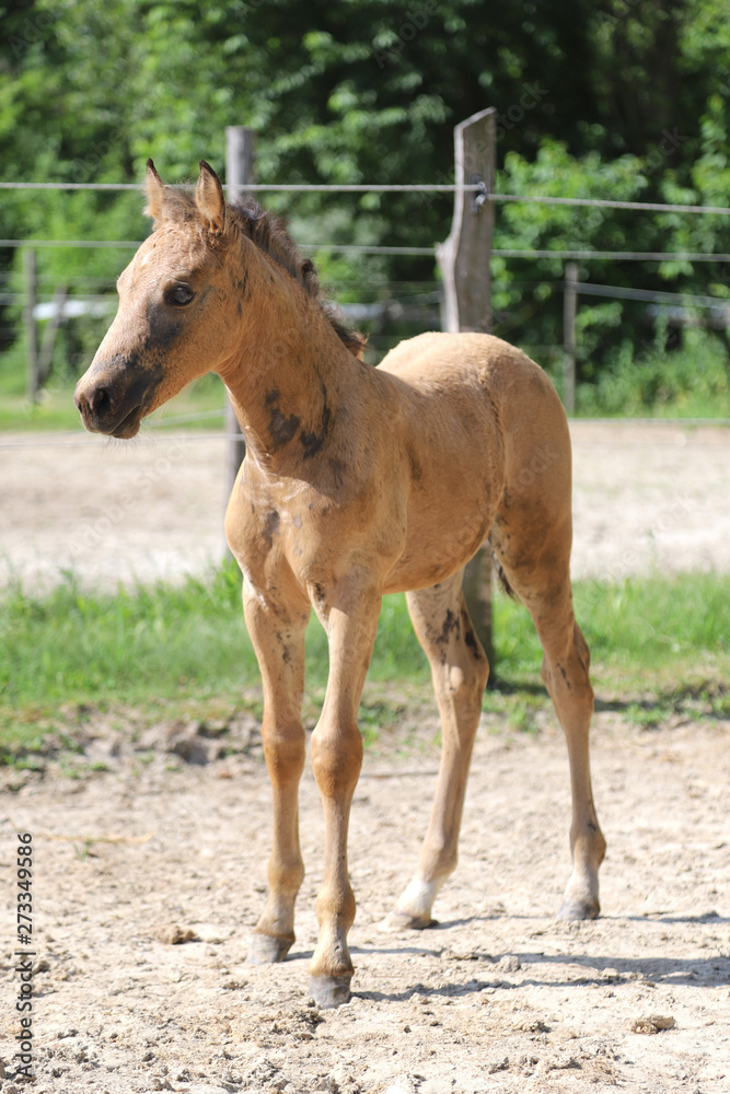 Cute newborn filly playing alone in the paddock on hot summer afternoon