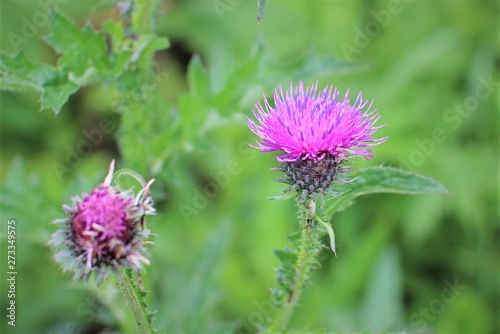 thistle flower