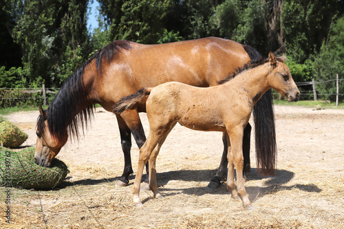 Beautiful newborn foal and mother enjoying sunshine in the paddock on hot summer day