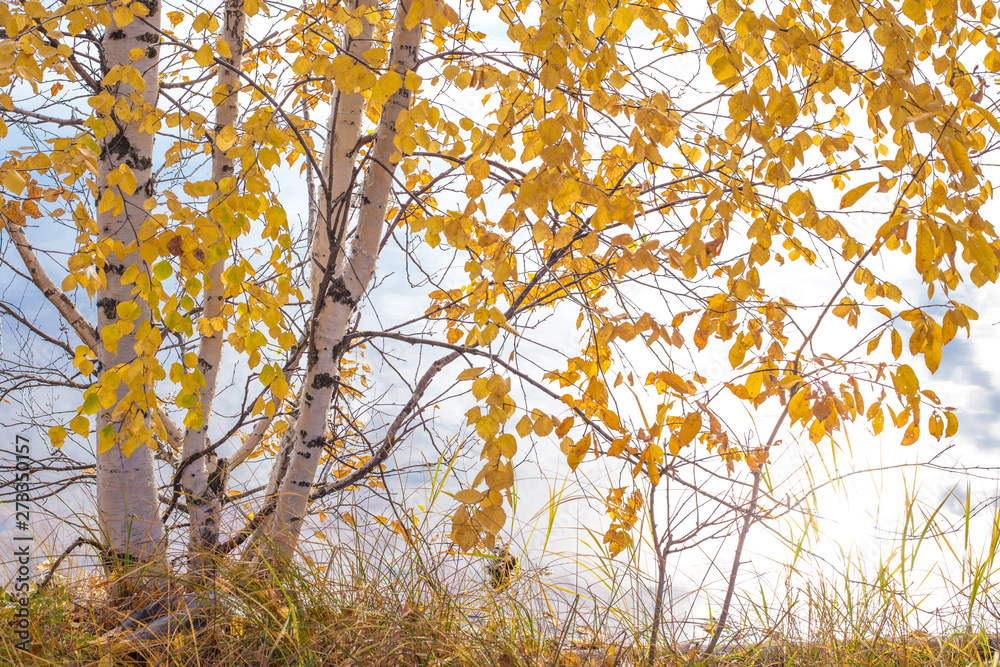 white birch with yellow leaves in autumn bent over the river white birch with yellow leaves in autumn bent over the river