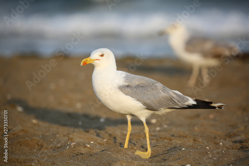seagulls in a beach in Italy