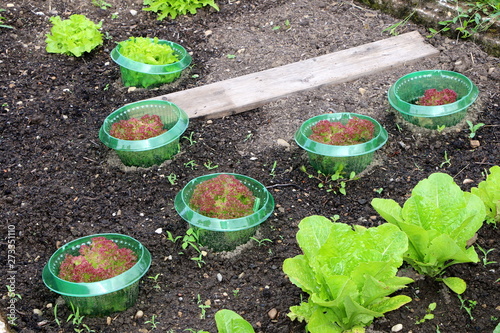 Im Biogarten, verschiedene Salatsorten mit Schneckenschutz aus Kunststoff, natürlicher Schneckenschutz photo