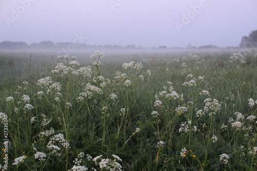 fog over the field