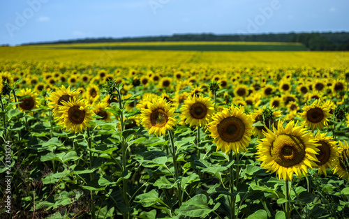 Field with sunflowers against a background of a grove and a blue sky. Selective focus.