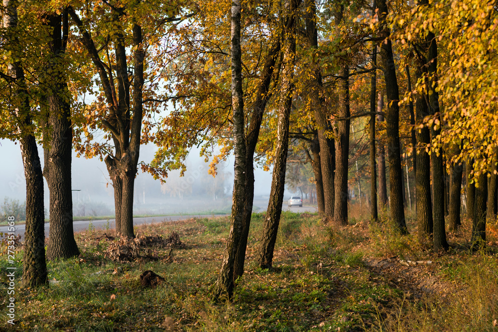 Naklejka premium The car drove along the road near the autumn forest with yellow leaves. Selective focus.