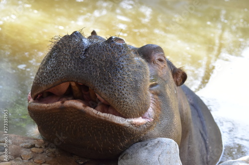 Hippopotame © shouloupi