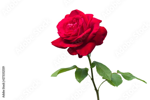 One blooming red rose. isolated on white.