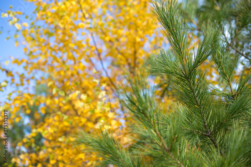 yellow leaves on birch branches and green pine branches in the fall against a blue sky