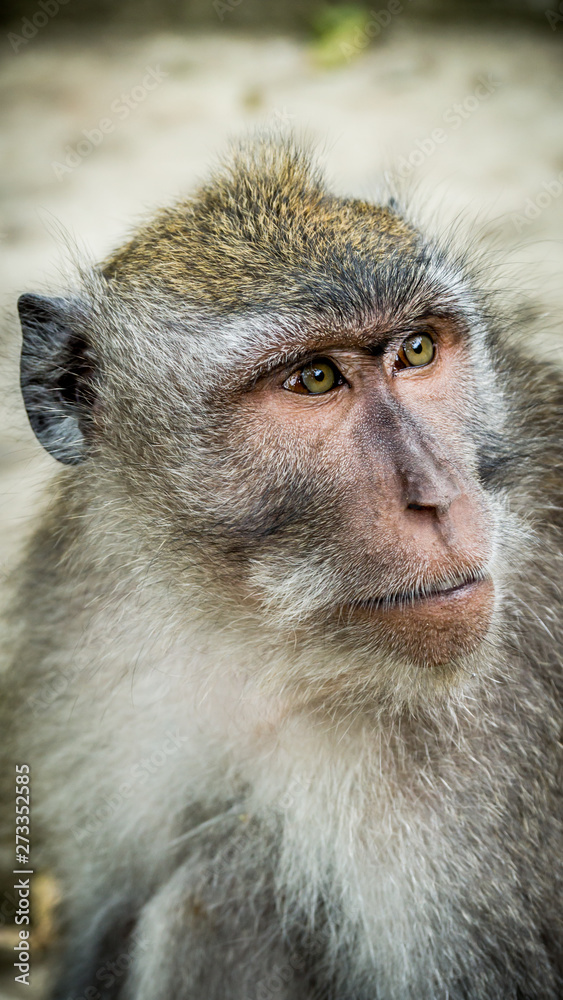 Obraz premium Balinese long-tailed monkey face