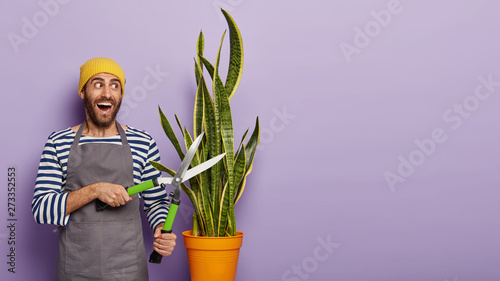 Positive young male gardener takes care of indoor plant, dressed in casual striped jumper and apron, has happy expression, uses pruning shears. Experienced florist with sansevieria plant in pot photo