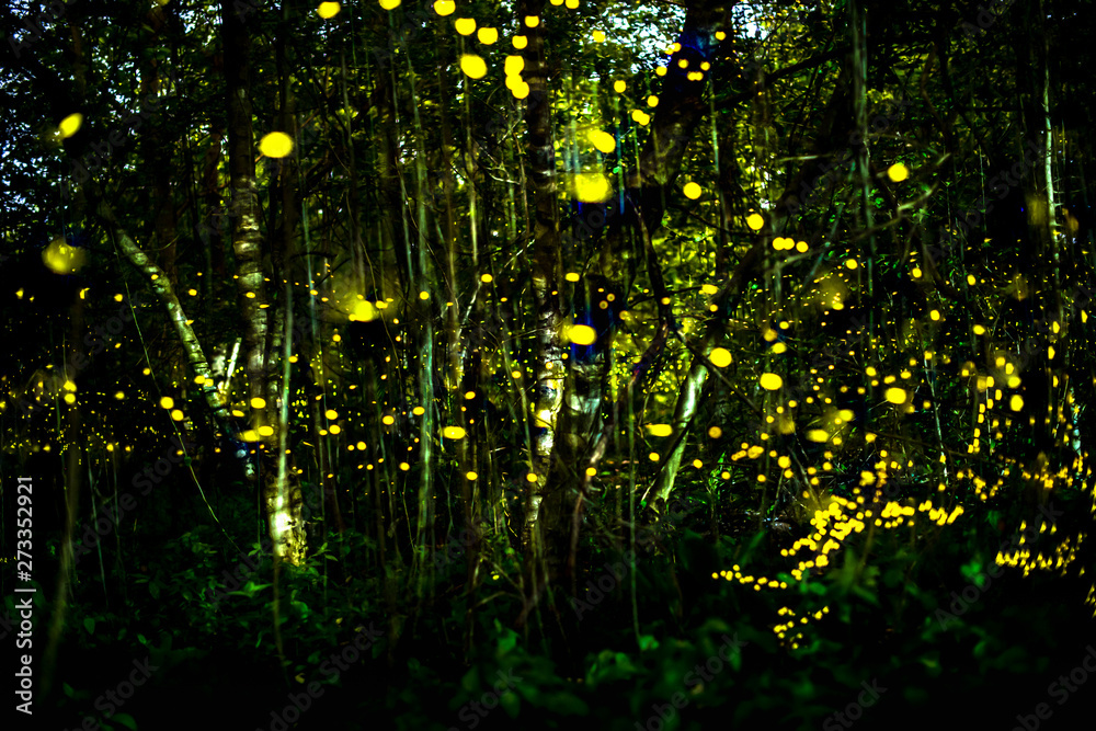 Light from insects, fireflies at night