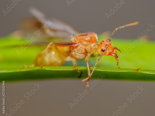Soft focus Queen Weaver ant (Oecophylla smaragdina) or Green Ant on blade leaf with nature blurred background.