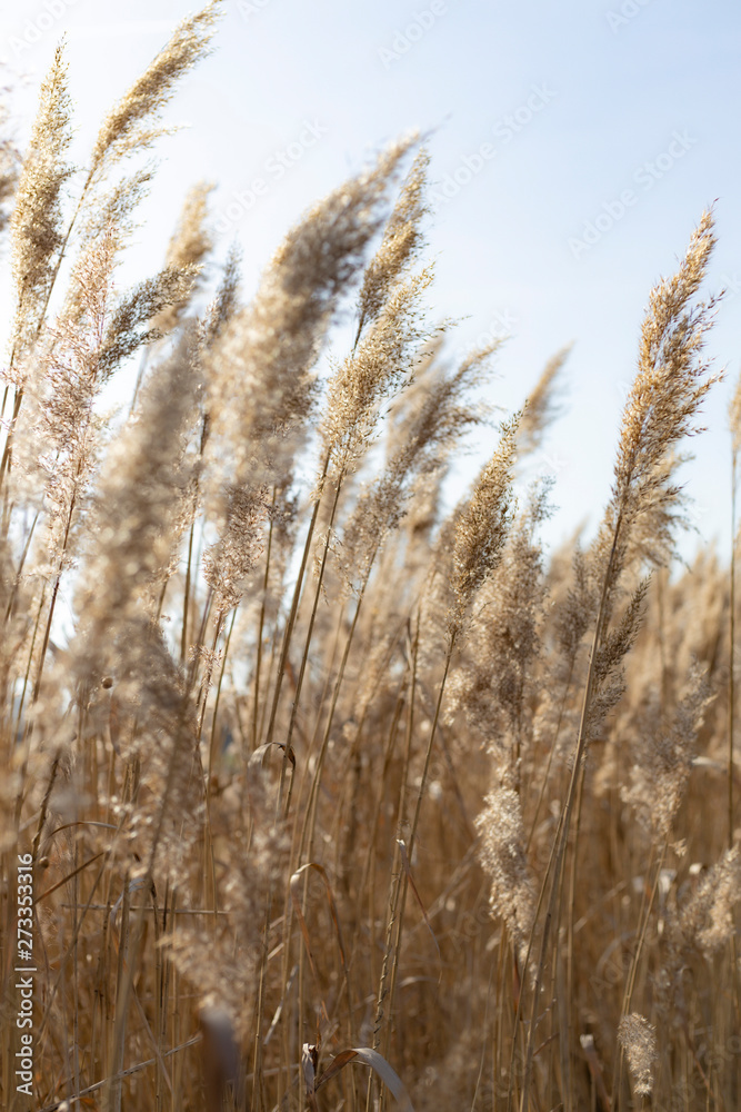 Obraz premium Dry reed on a cold sunny winter day in germany