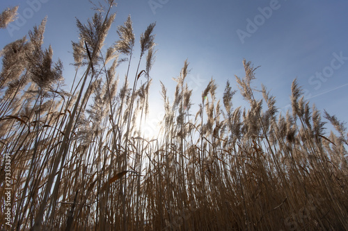 Dry reed on a cold sunny winter day in germany