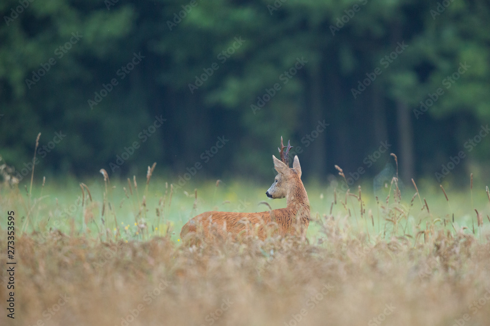 Roebuck - buck (Capreolus capreolus) Roe deer - goat Roebuck - buck (Capreolus capreolus) Roe deer - goat