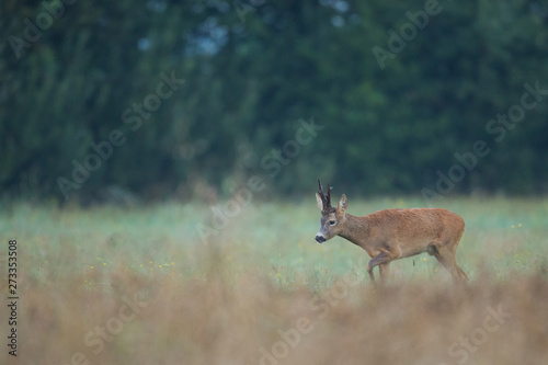 Roebuck - buck  Capreolus capreolus  Roe deer - goat