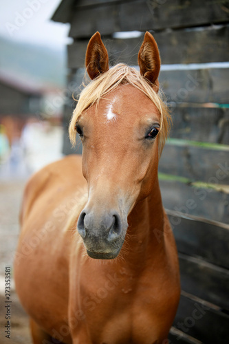 portrait of a arabian stallion - 1