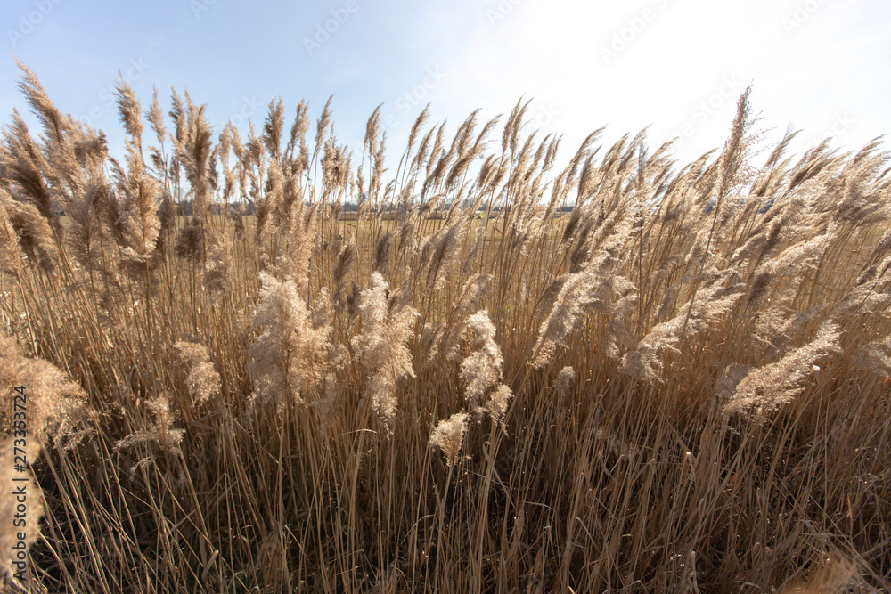 Fototapeta premium Dry reed on a cold sunny winter day in germany