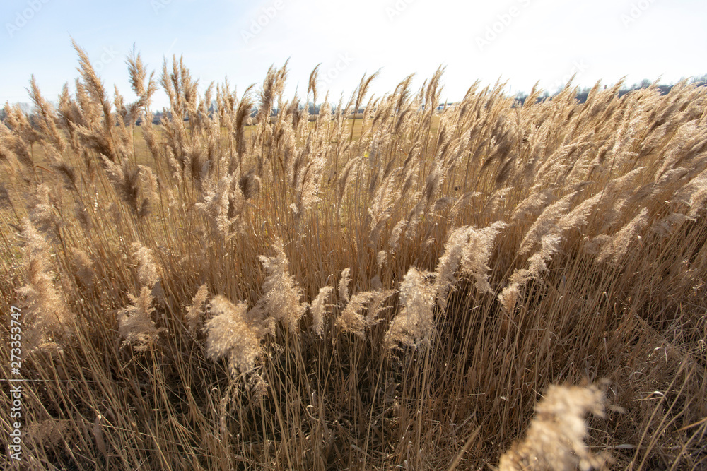 Fototapeta premium Dry reed on a cold sunny winter day in germany