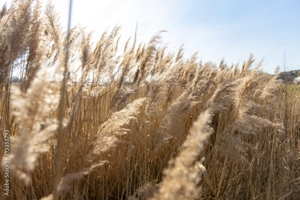 Fototapeta premium Dry reed on a cold sunny winter day in germany
