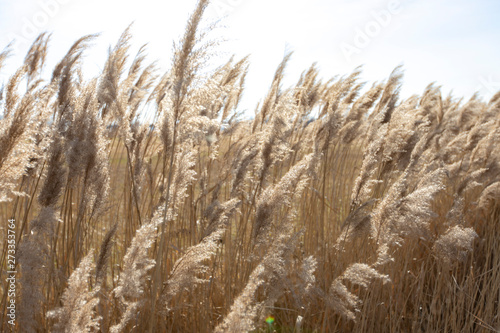 Dry reed on a cold sunny winter day in germany