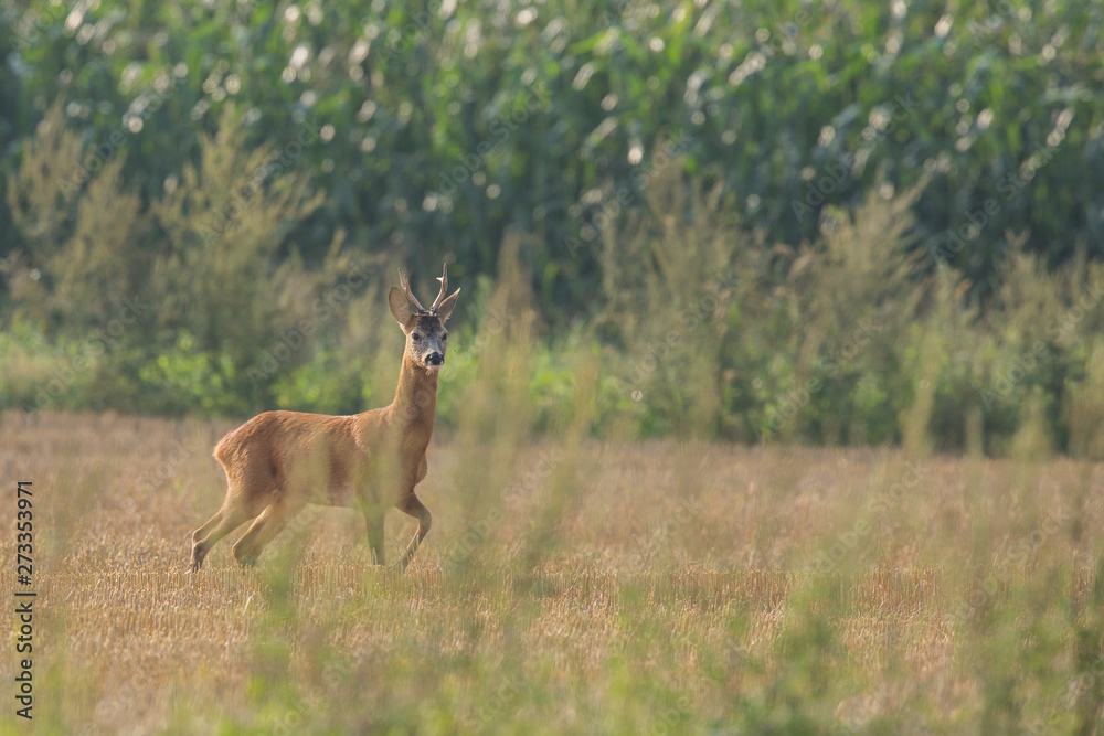Fototapeta premium Roebuck - buck (Capreolus capreolus) Roe deer - goat