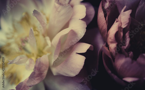 Fototapeta Naklejka Na Ścianę i Meble -  Close up vintage image of beautiful pink peonies on black. Floristic decoration. Floral background. Baroque old fashiones style photo. Natural flowers wallpaper or greeting card