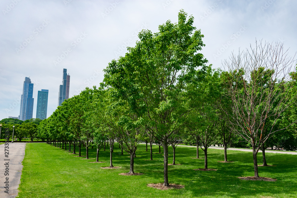 Row of Trees in Grant Park Chicago with Residential Buildings