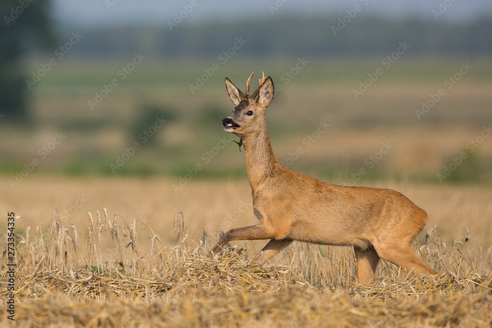 Roebuck - buck (Capreolus capreolus) Roe deer - goat