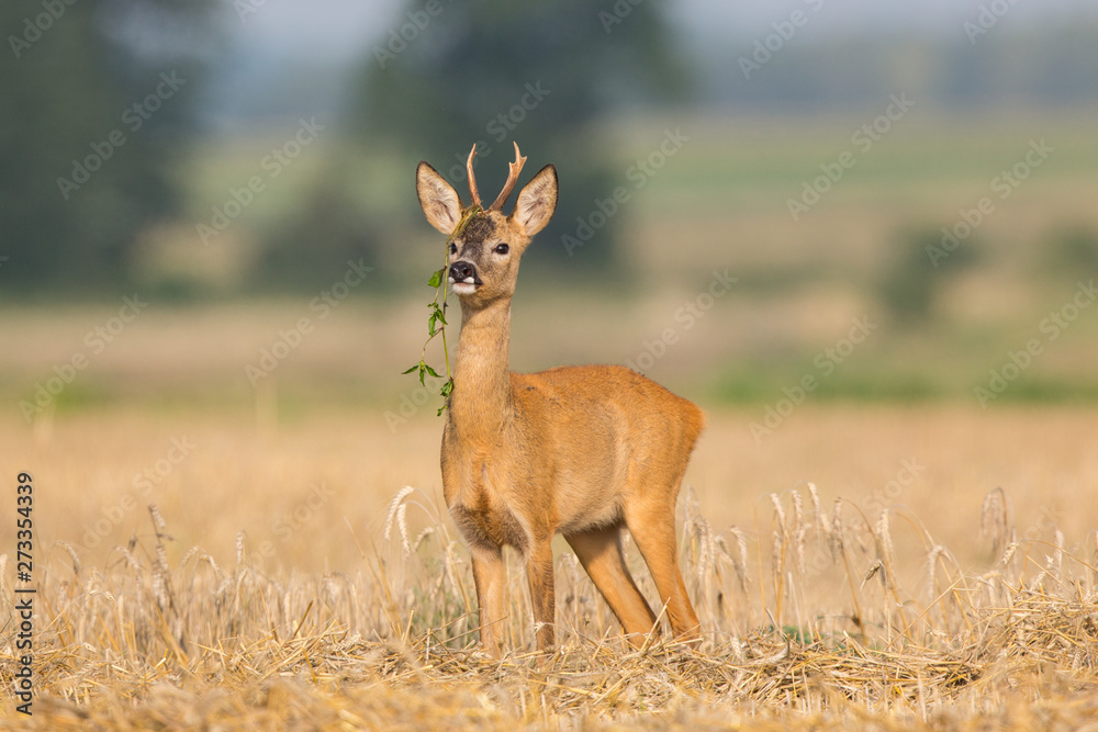 Roebuck - buck (Capreolus capreolus) Roe deer - goat Roebuck - buck (Capreolus capreolus) Roe deer - goat