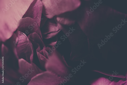 Fototapeta Naklejka Na Ścianę i Meble -  Close up vintage image of beautiful dark pink peon. Floristic decoration. Floral background. Baroque old fashiones style. Natural flowers wallpaper or greeting card. Macro view