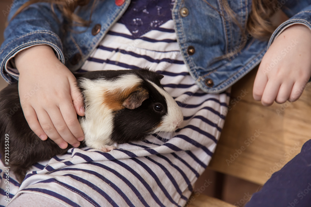 A little girl has a guinea pig on her lap. A little girl has a guinea pig on her lap.
