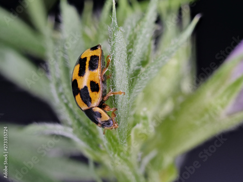 Vierzehnpunkt Marienkäfer - Propylea quatuordecimpunctata - auf einer Pflanze photo