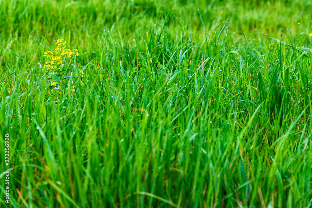 Springtime Flower and Grass Background With Copy Space