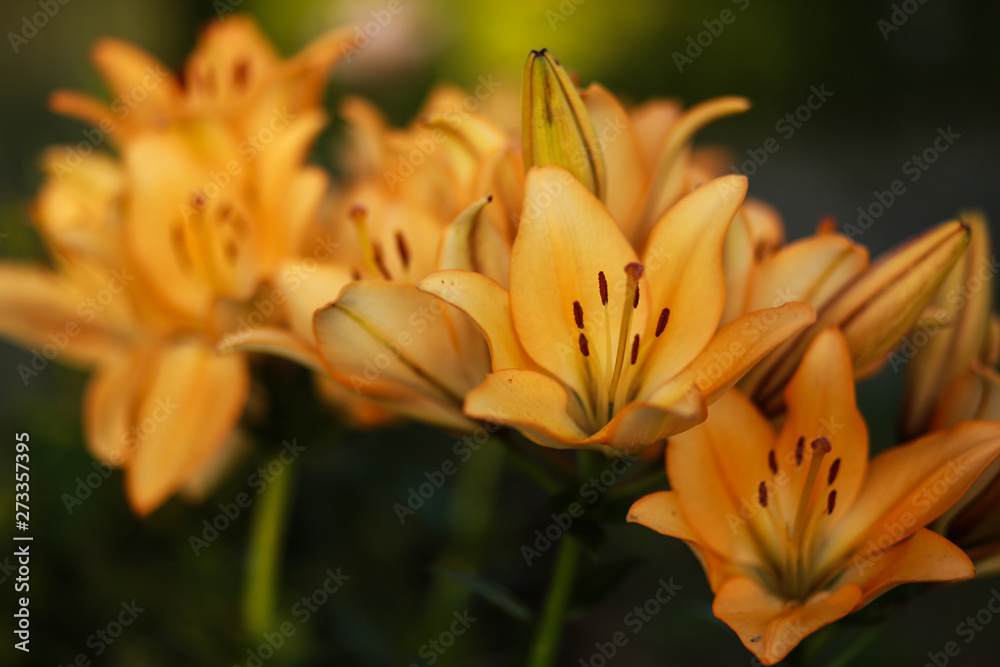 Beautiful floral background. Amazing views of the bright white lilies are blooming in the garden on a Sunny spring day, green grass and blue sky landscape. Beautiful floral background. Amazing views of the bright white lilies are blooming in the garden on a Sunny spring day, green grass and blue sky landscape.