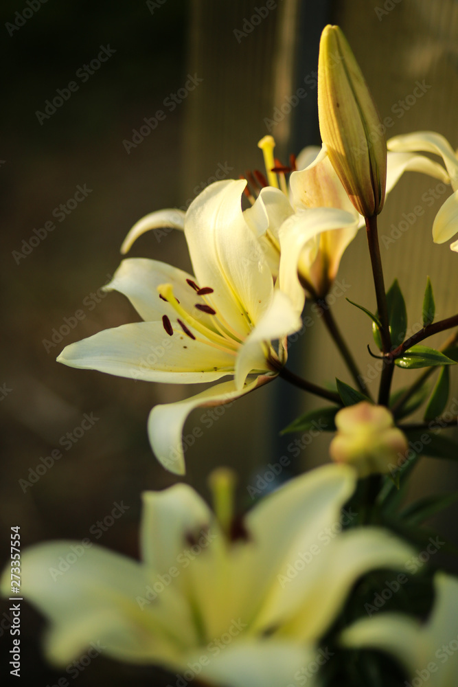 Obraz premium Beautiful floral background. Amazing views of the bright white lilies are blooming in the garden on a Sunny spring day, green grass and blue sky landscape.