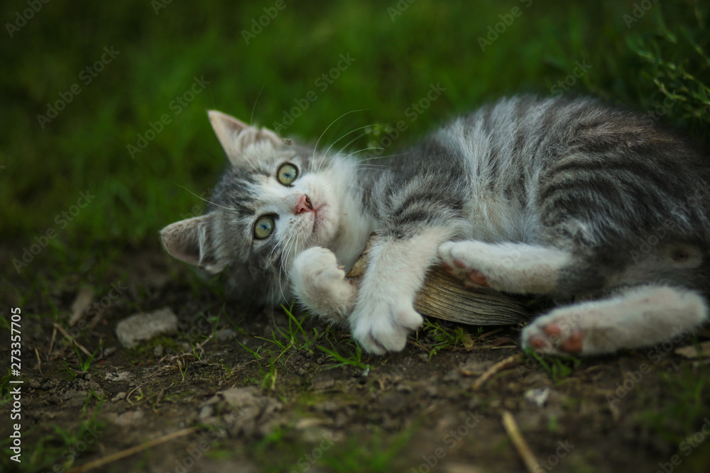 Obraz premium Beautiful serial kitten with big ears