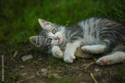 Beautiful serial kitten with big ears