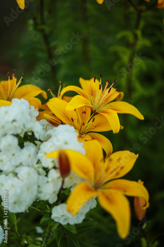 Beautiful floral background. Amazing views of the bright white lilies are blooming in the garden on a Sunny spring day, green grass and blue sky landscape.