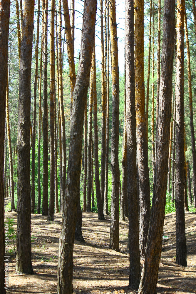 Sun rays in a beautiful green forest. Forest background can be used as wallpaper. Sun rays in a beautiful green forest. Forest background can be used as wallpaper.