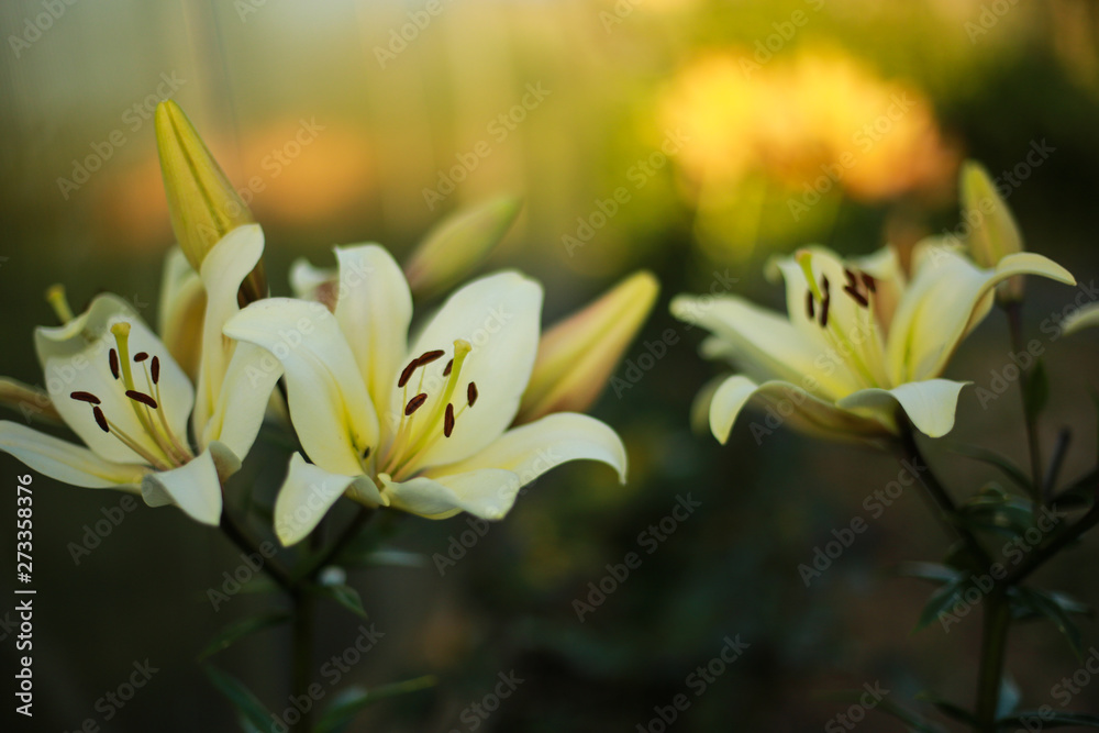 Obraz premium Beautiful floral background. Amazing views of the bright white lilies are blooming in the garden on a Sunny spring day, green grass and blue sky landscape.