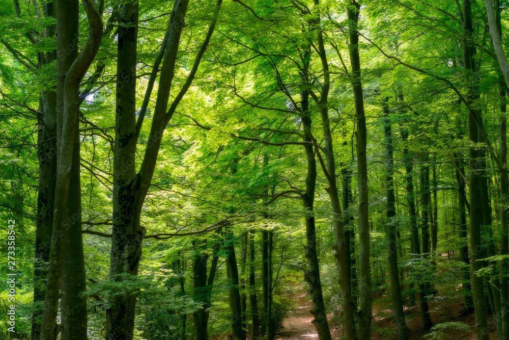 Natural Forest of Beech