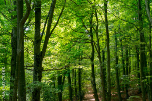 Natural Forest of Beech © gitanna