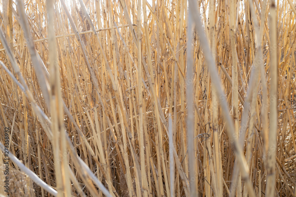 High dry reed in sunny winter days in germany High dry reed in sunny winter days in germany